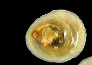 中國帆螺 中國帆螺