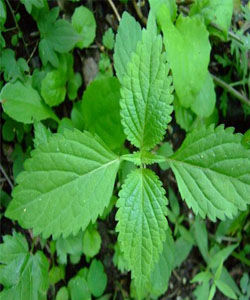 粗齒香茶菜 粗齒香茶菜