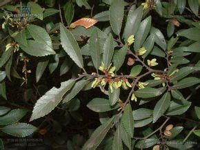 榔榆莖葉 榔榆莖葉