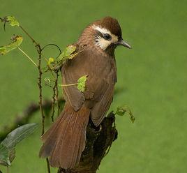 白頰噪鶥 白頰噪鶥