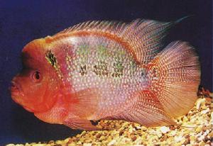 花羅漢 -熱帶淡水魚系列