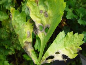 芹菜黑斑病 芹菜黑斑病