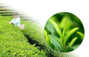 海岸綠茶 海岸綠茶