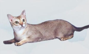 藍銀白色貓 藍銀白色貓