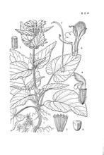 米林糙蘇 米林糙蘇