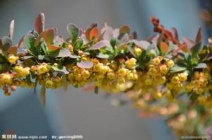 隴西小檗 隴西小檗