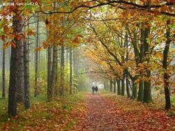 楓林[明代於若瀛詩作]