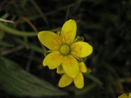 大字虎耳草 大字虎耳草