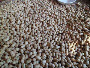 朱口小籽花生 朱口小籽花生