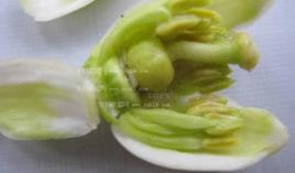柑橘花蕾蛆 柑橘花蕾蛆