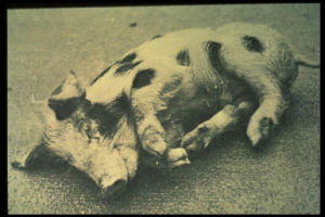 豬銅缺乏症 豬銅缺乏症