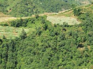 蠶豆地自然村-山林資源