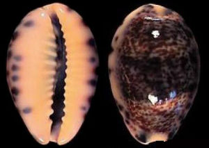 胖花貓寶螺 胖花貓寶螺