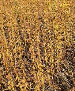 綏農21號 綏農21號