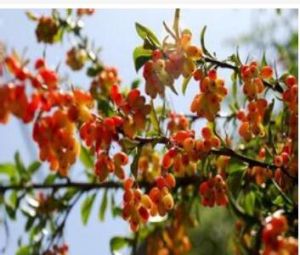 江西小檗 江西小檗