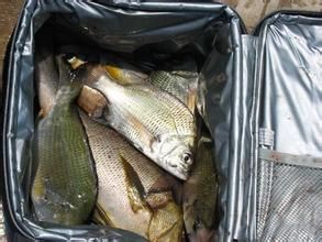 大眼阿波魚 大眼阿波魚