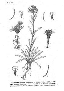 粗柄糖芥 粗柄糖芥