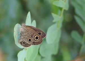 東亞矍眼蝶 東亞矍眼蝶