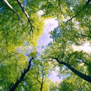 森林資源與保護遊憩專業 森林資源與保護遊憩專業