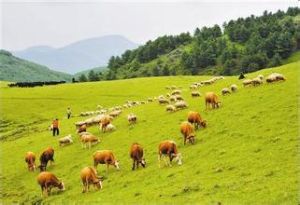 草地資源 草地資源