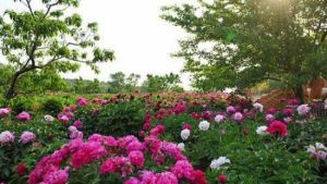 鳳凰山生態植物園 鳳凰山生態植物園