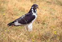 索馬里鵟 索馬里鵟