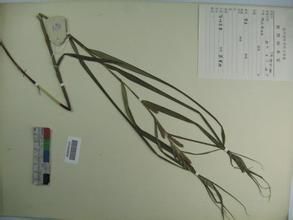 套鞘薹草 套鞘薹草