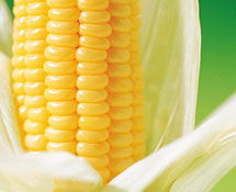 玉米