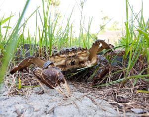 萬蟹樓大閘蟹 萬蟹樓大閘蟹