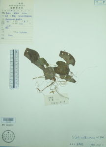 錫金堇菜 錫金堇菜