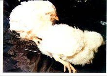 精神萎頓，閉眼昏睡，縮頭頸等