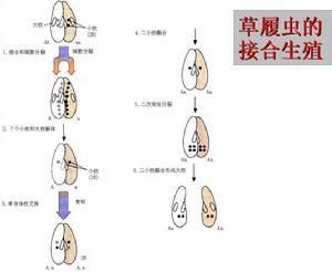 接合後體 接合後體