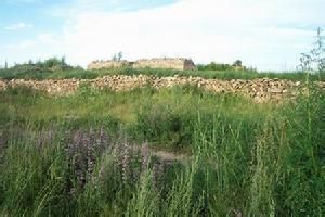 台格蘇木 台格蘇木