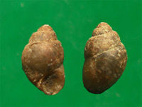 光滑狹口螺 光滑狹口螺