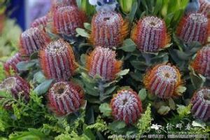 佛塔樹屬 佛塔樹屬