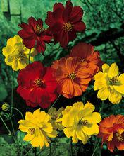 多色黃波斯菊Yellow Cosmos Klondyke Mix