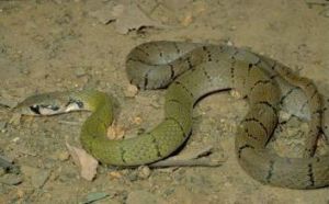 黑紋頸槽蛇 黑紋頸槽蛇