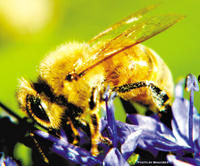 花黃斑蜂 花黃斑蜂