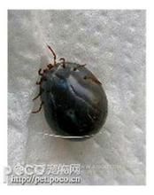 異似巴蟲屬 異似巴蟲屬