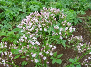 少葉艾納香 少葉艾納香