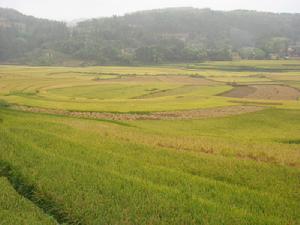 （圖）水田
