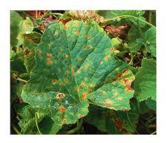 西瓜葉枯病 西瓜葉枯病