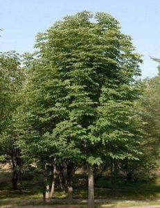 滇西青岡 滇西青岡