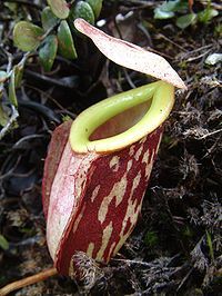 無毛豬籠草的下位籠