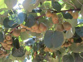 金梅[獼猴桃品種]