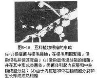 生物固氮作用 生物固氮作用