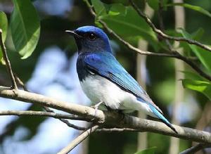 白腹藍鶲 白腹藍鶲