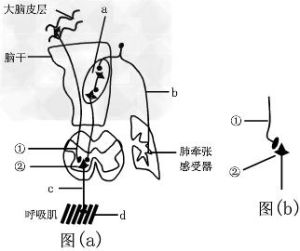 調節反射 調節反射