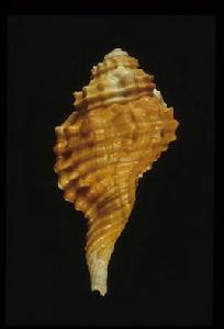 肉唇象法螺 肉唇象法螺