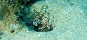 白背帶猴鯊 白背帶猴鯊